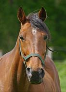 Horse Portrait Pasture