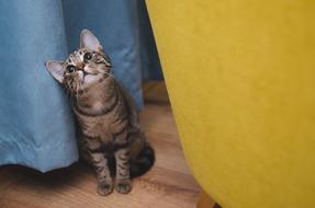 Cute kitten by the curtain
