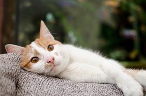 Cat Kitten Domestic