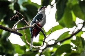 Cuba Cienaga De Zapata
