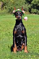Doberman Dog Rose