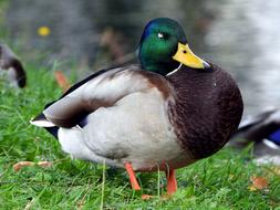 inflated duck on the grass