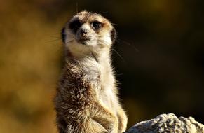 Meerkat Animal Nature