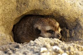 Meerkat Cute Curious