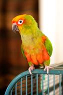 Sun Conure Cage Bird