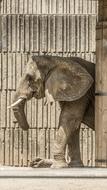 Mammal Fence