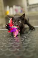 Cat Kitten Little Kitty Black