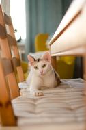 cat sleeps on a towel
