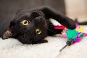 Cat Relaxation Pet Domestic
