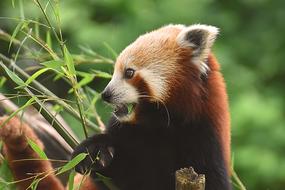 Panda Red Bear Cat Ailurus