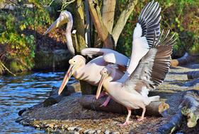 Pelikan Water Bird Pink Pelican