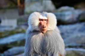 Baboon Monkey Primate