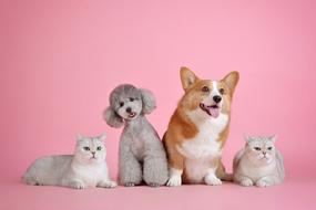 Pets Cute Cat