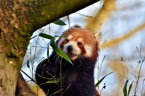 Panda Bear Brown