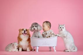 Pets Cute Cat