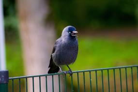 Bird Nature Wildlife