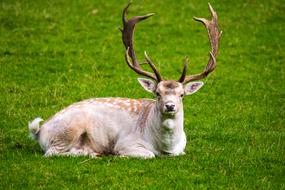 Grass Mammal Deer