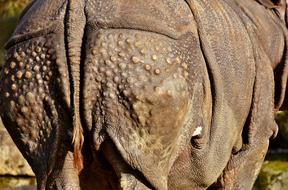 Rhino Rump Animal