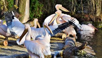 Pelikan Water Bird Pink Pelican