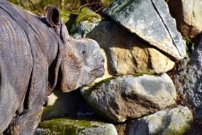 Rhino Animal Mammal Big