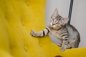 Bury Domestic Cat