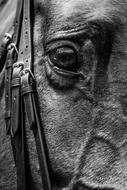 Horse Horses Show Hunter
