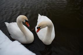 Swans Water Animal