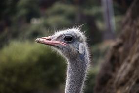 Ostrich Portrait Animal