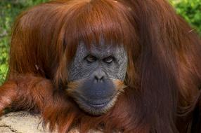 monkey looking into the camera