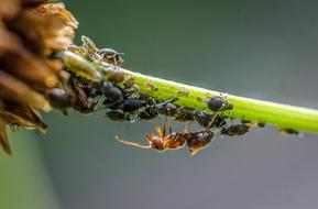 Ant Blackfly Lice