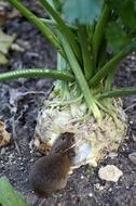 small mouse eats the root of a plant