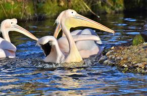 Pelikan Water Bird Pink Pelican