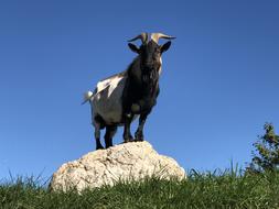 Billy Goat Animal