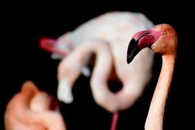 Flamingo Pink Bird