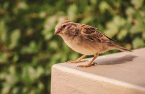 sitting little bird