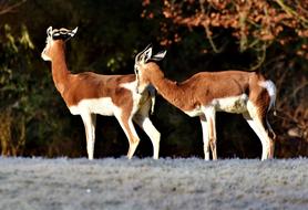 Gazelle Antelope Wild Animal