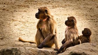 Dschelada The Blood Breast Baboons
