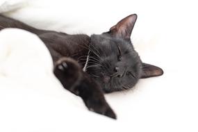 Kitten Cat Black