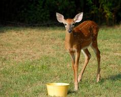 Mammal Deer Grass