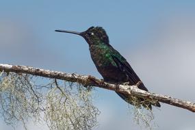 Bird Nature Animal World