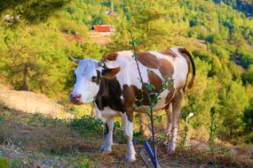 Cow Cattle Animal