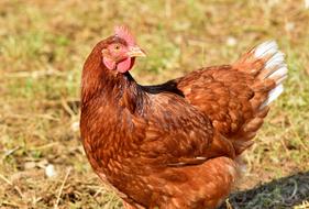 chicken running across the field