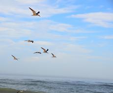 Bird Seagulls Nature