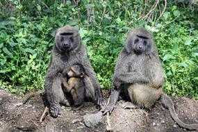 Wildlife Mammal Monkey
