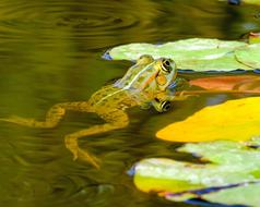 Frog Water Pond