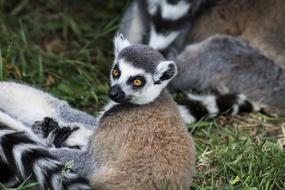 surprised lemur at the zoo
