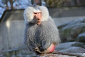 Baboon Monkey Smooch