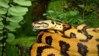 Snake Reptile Animal World