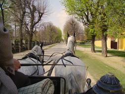 Carriage White Horses Ride