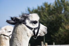 Alpaca Animal Mammal